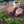 Load image into Gallery viewer, Miyazaki A5 Japanese Wagyu Filet