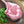 Load image into Gallery viewer, Wagyu Tomahawk BMS 6-7